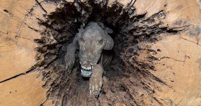 Sıkıştığı ağacın içinde 50 yıl kalıp mumyalaşan köpeğin acı hikayesi