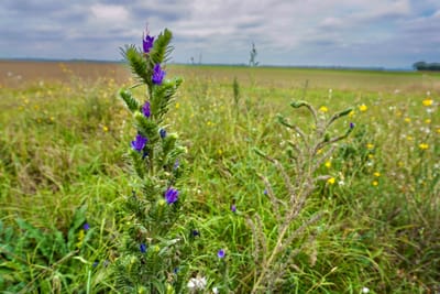 Die türkische Schwarzmeerküste