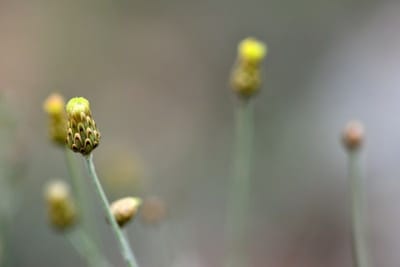 עדשות פריים? נו באמת.....