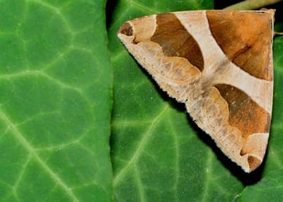 Tokina 100 f/2.8 AT-X macro AF-D Pro