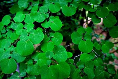 AF Nikkor 20mm f/2.8D