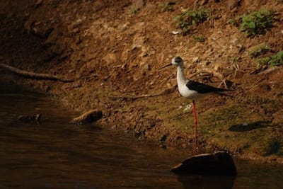 Sigma 70-300mm f/4-5.6 DG Macro