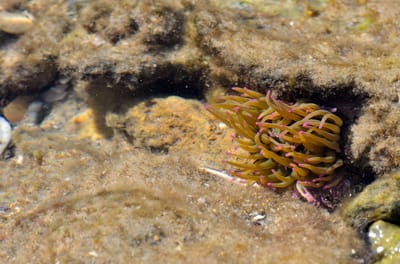 יופי, חיים ואשפה