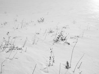 מבוך ויזואלי בתמונה