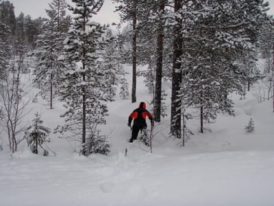 Nikkor AI 50mm f/1.4