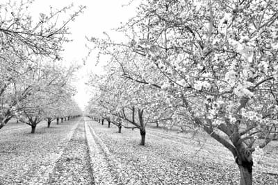 כיצד להשתמש בפרספקטיבה בצילום