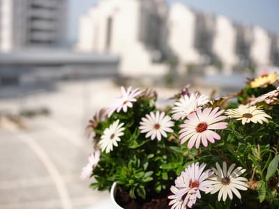 Fujinon GF 50mm f/3.5