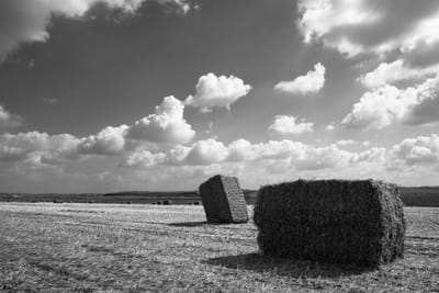 האם רק גופים חסרי מראה ישארו בשוק?