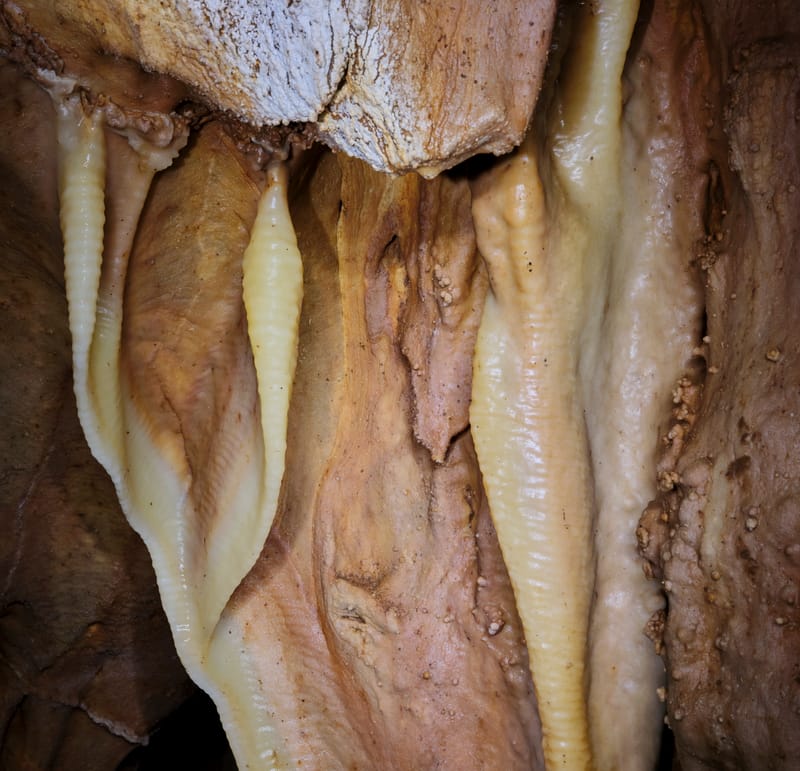 המחלקה לחקר האדם הקדמון