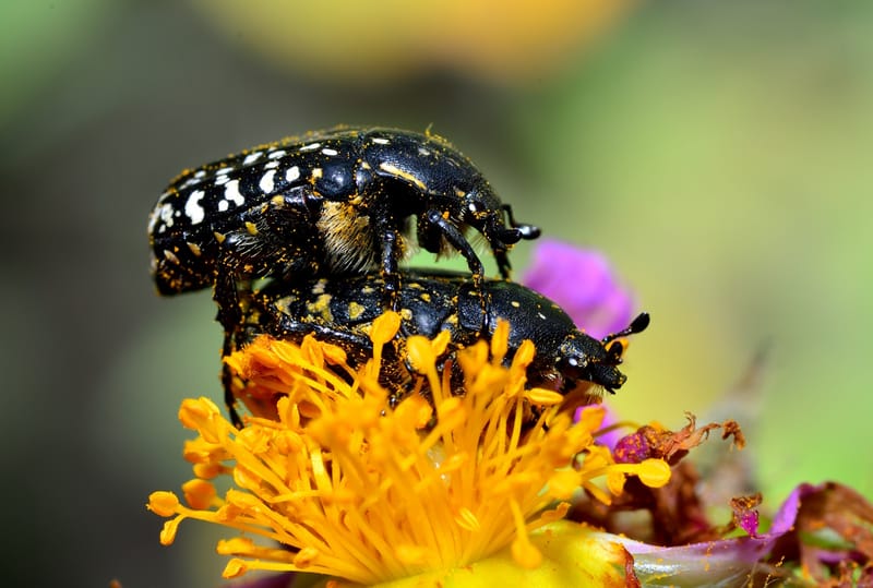 סדנה שכולה מקרו