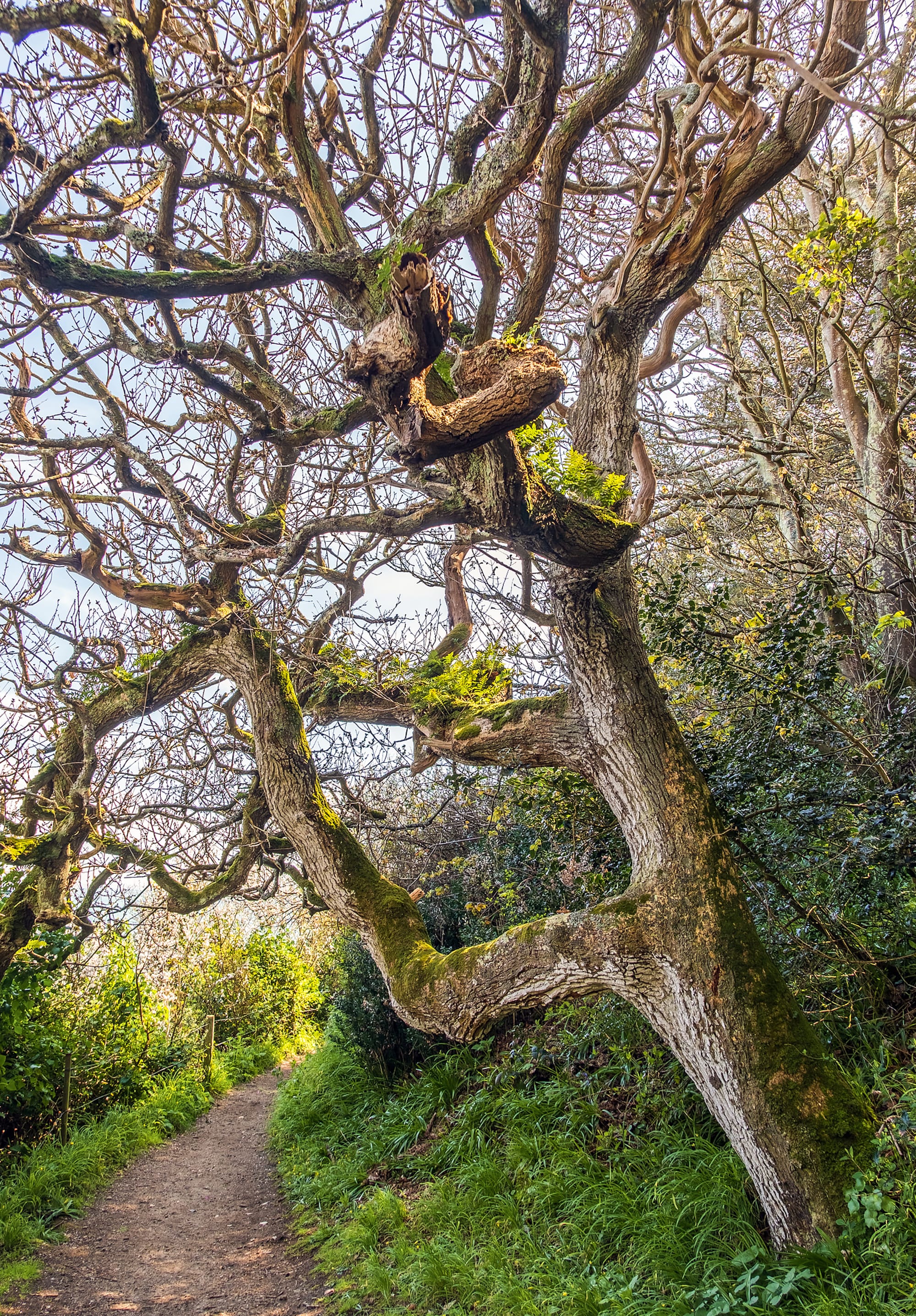 Tree At St Martins Cliff Walk