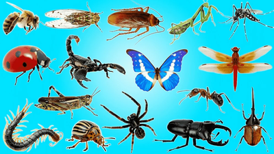 Hunter Foundation for Pest Cont