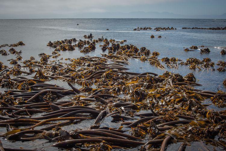 Liquid Extracted Kelp Products