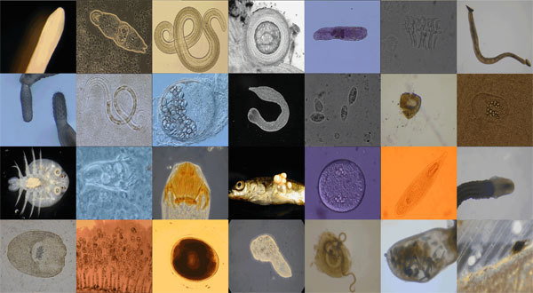 Medical parasitology