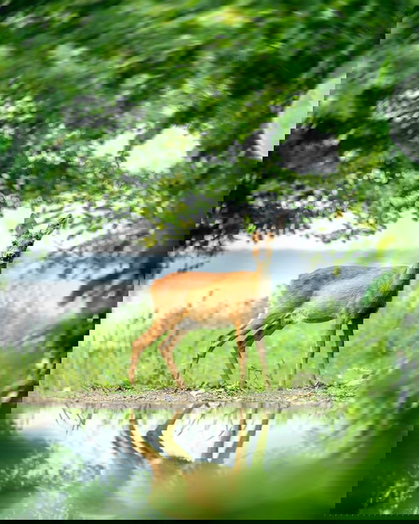 Fotografia