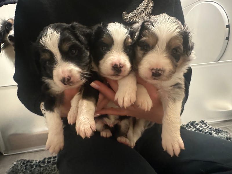 Fendi valpar höst 2023