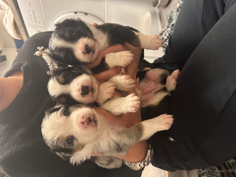 Fendi valpar höst 2023