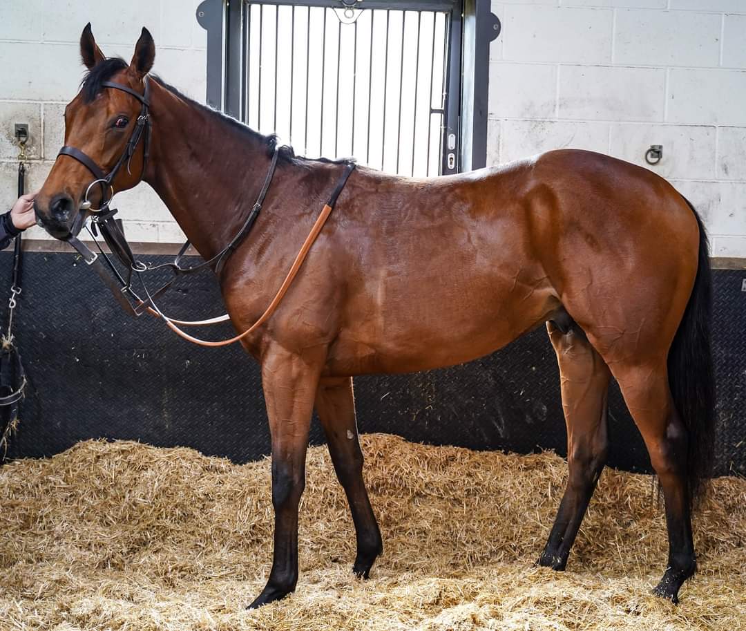 Najm Aldar (Navarra Sun - Territories) 2021 bei Owen Burrows März 2023