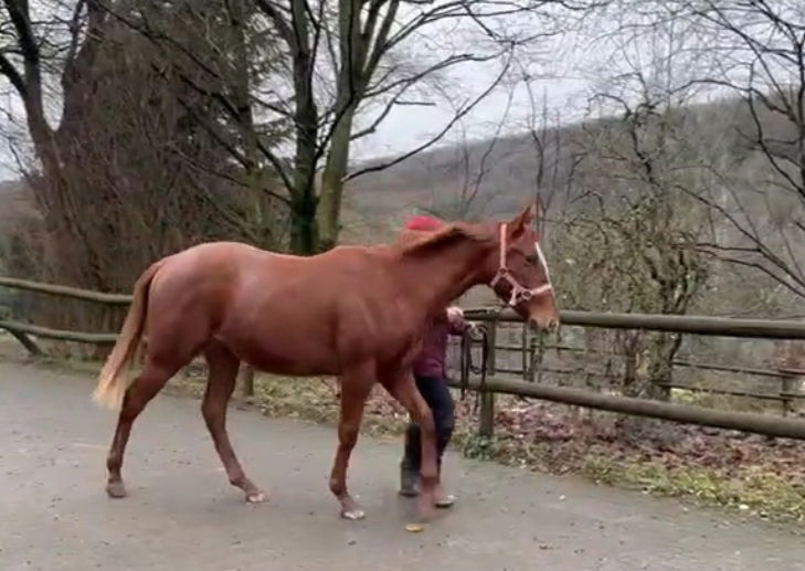 Navamarin- happy new Year - bald im Pretraining