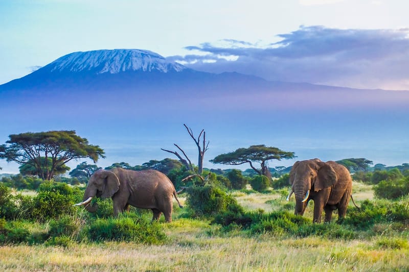 4 Days 3 Nights Tsavo & Amboseli Tours