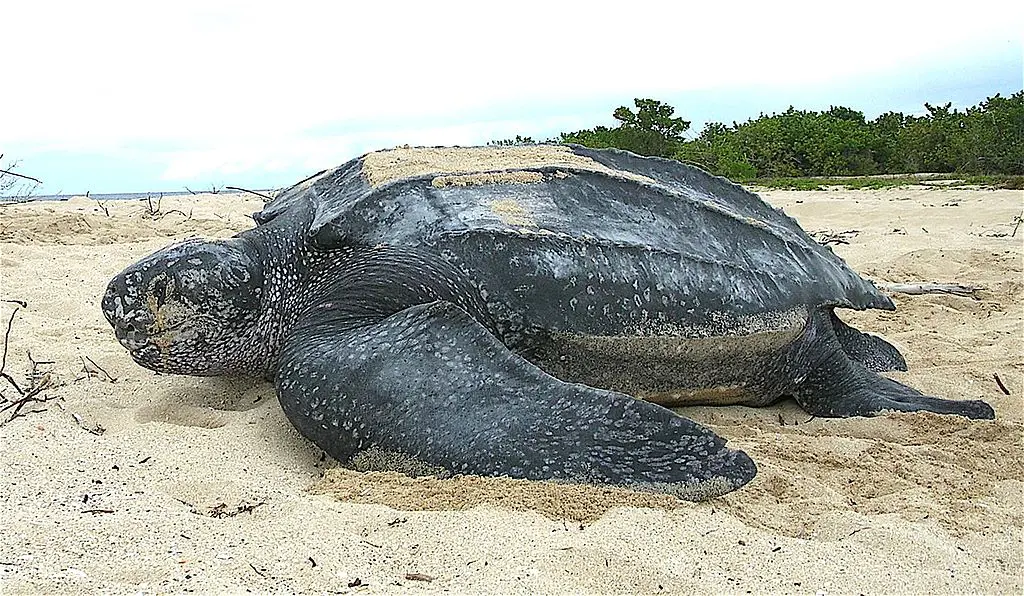 The decline in the population of leatherback turtles