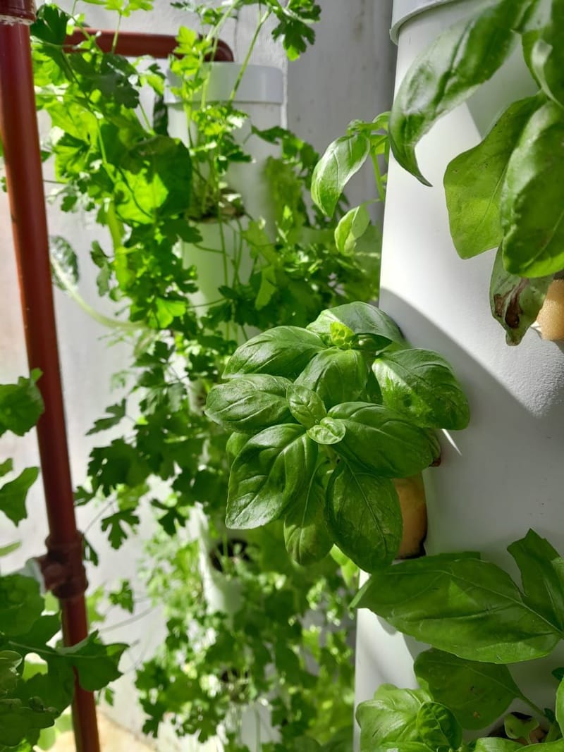 Desafíos del Verano en los Cultivos Hidropónicos en Argentina: Estrategias para una Producción Exitosa