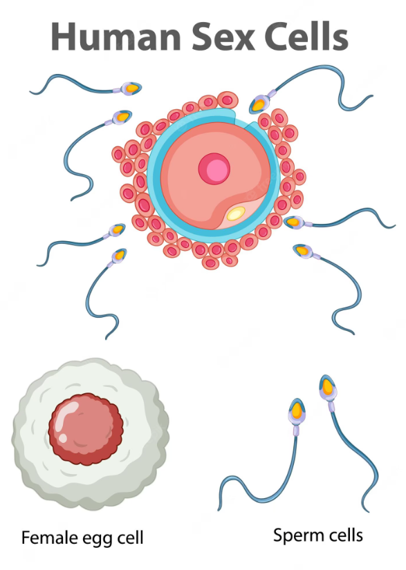 Sex Cells