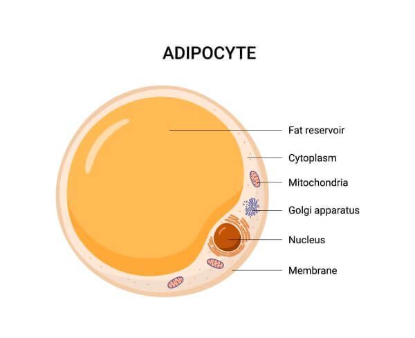 Adipose Cell
