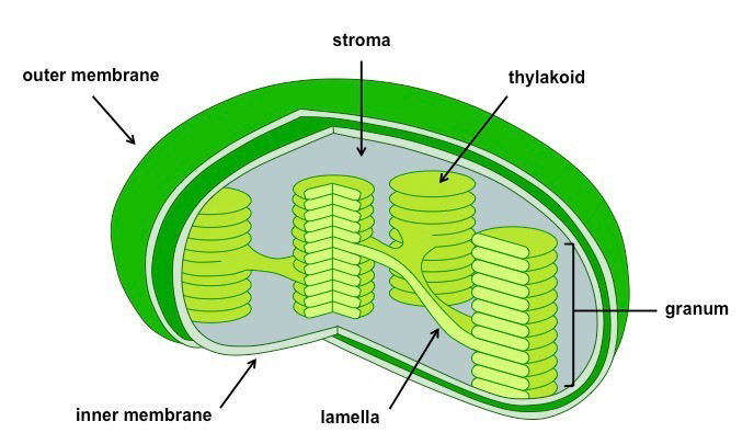 Chloroplasts
