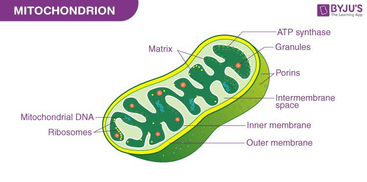 Mitochondria