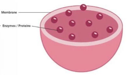 Lysosomes