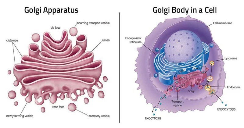 Golgi apparatus