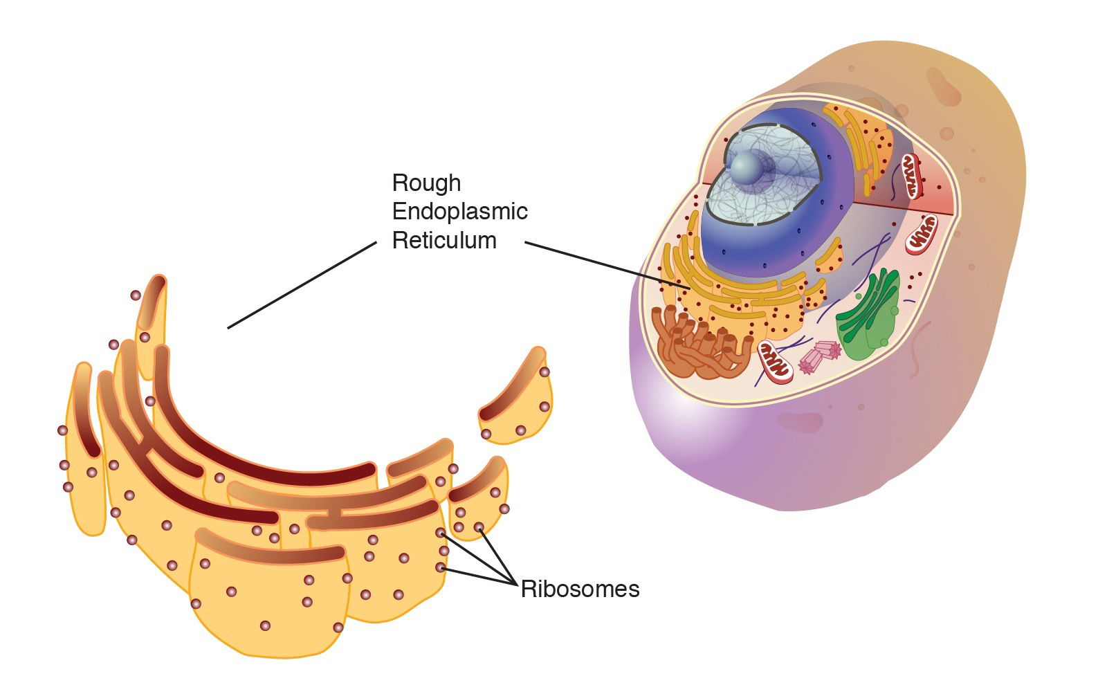 Rough endoplasmic reticulum
