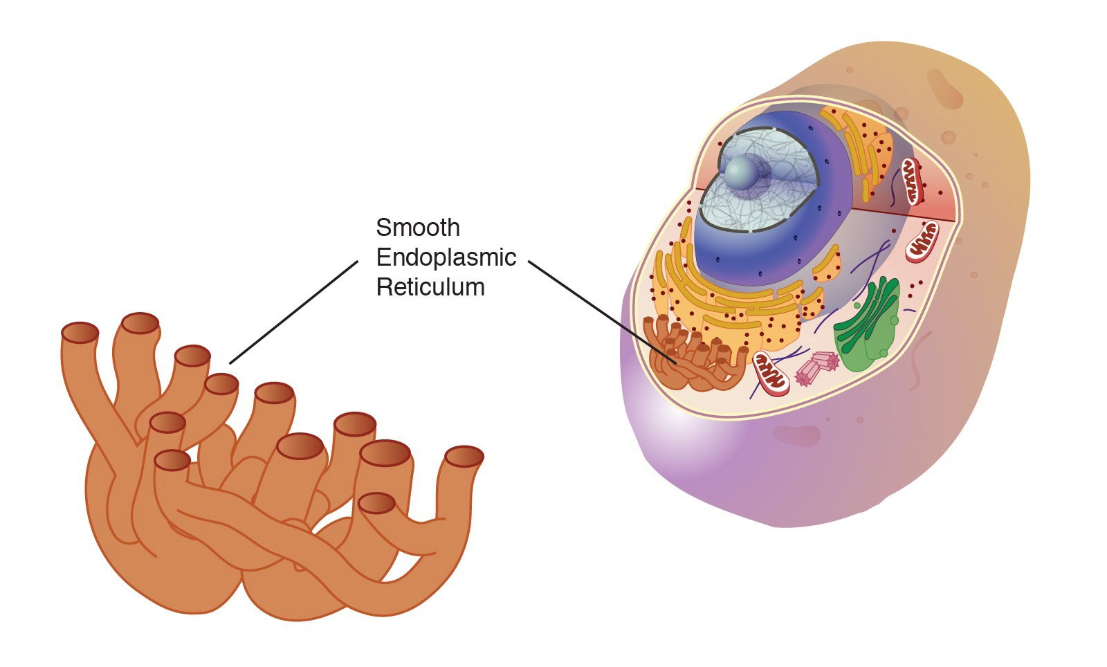 Smooth endoplasmic reticulum