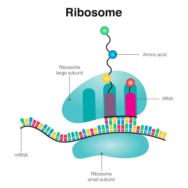 Ribosome