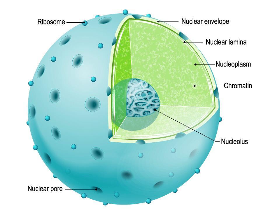 Nucleus