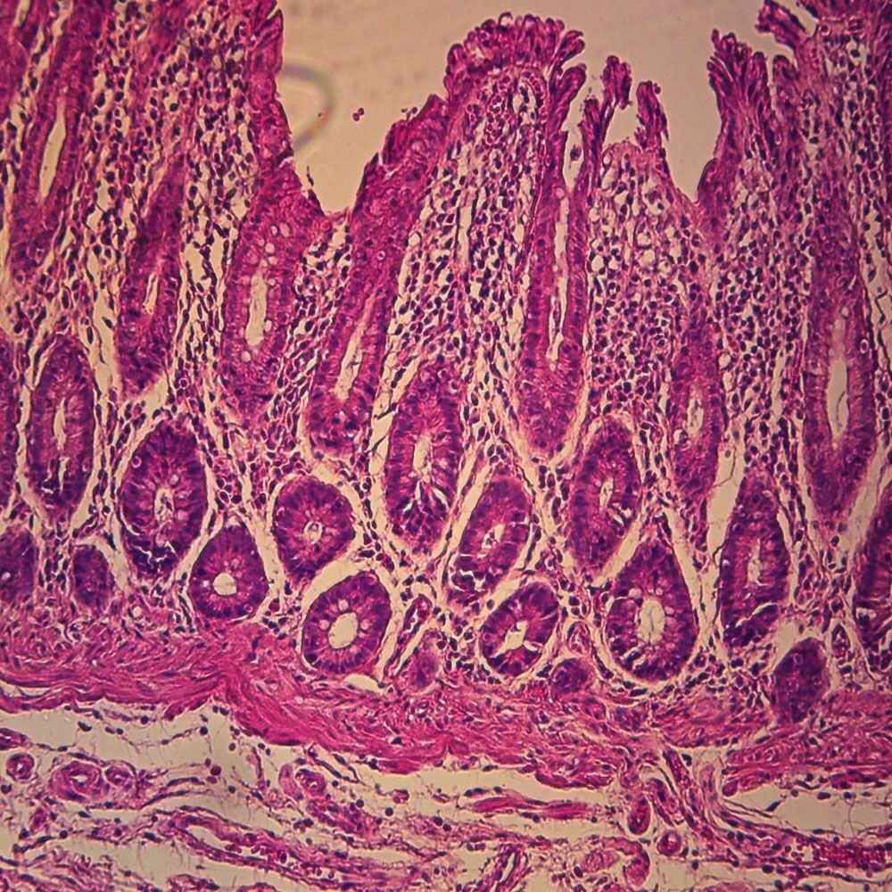 Glandular cells