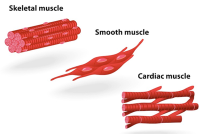 Muscle Cells (Skeletal, Smooth, Cardiac)