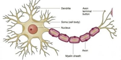 Nerve Cells