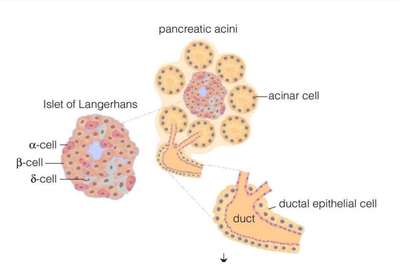 Pancreatic Cells (Alpha and Beta Cells)