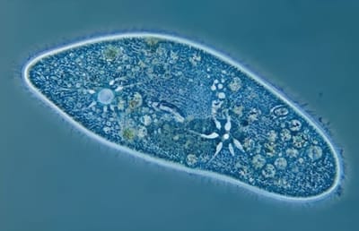 Unicellular organisms