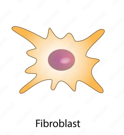 Fibroblasts