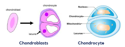Chondroblasts and Chondrocytes
