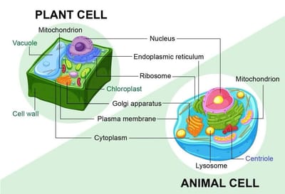 Eukaryotic cells