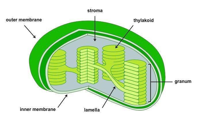 Chloroplasts