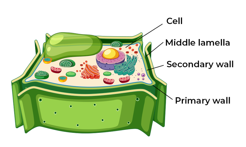 Cell wall