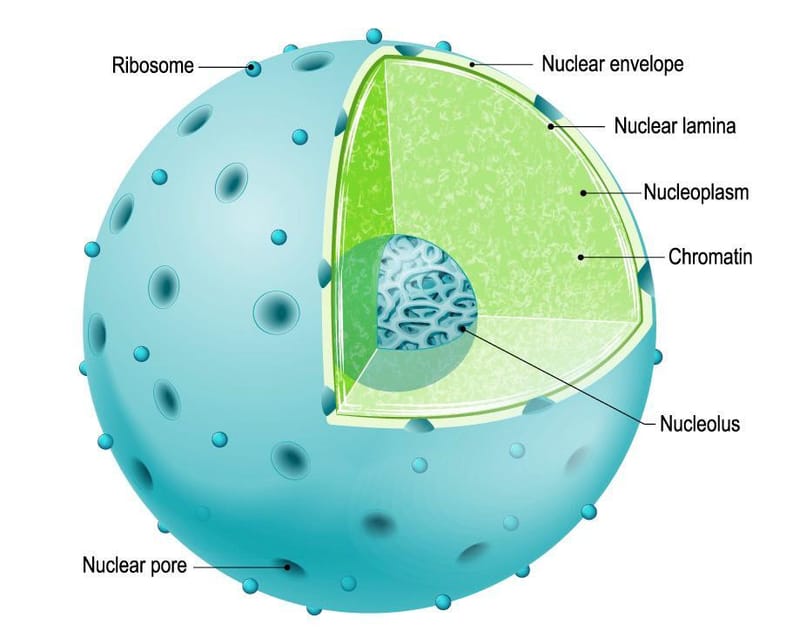 Nucleus