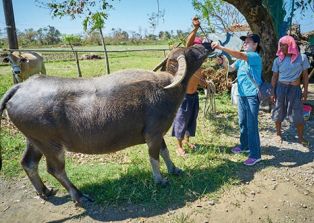 The role of military forces in emergency management (civil–military interaction)