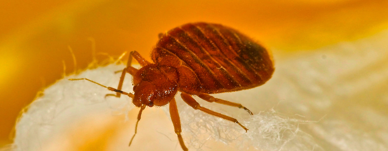 Dossier : Punaises de lit, comment lutter ?