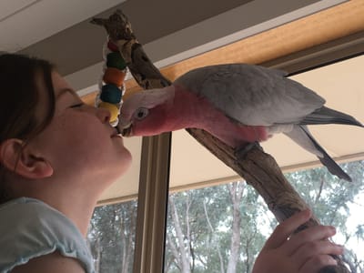 Natives for Pets? image
